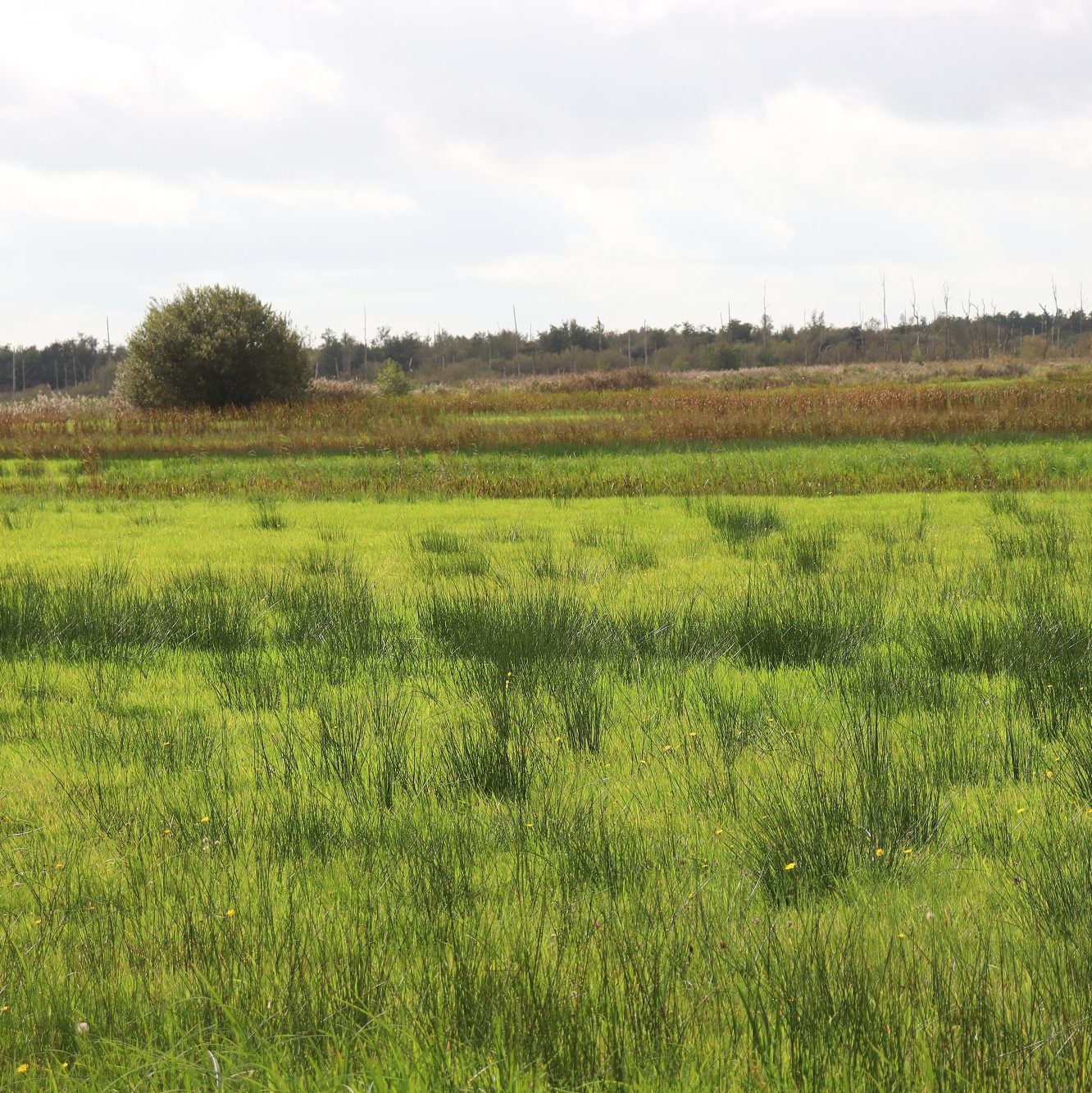 Nationaal Park Weerribben-Wieden