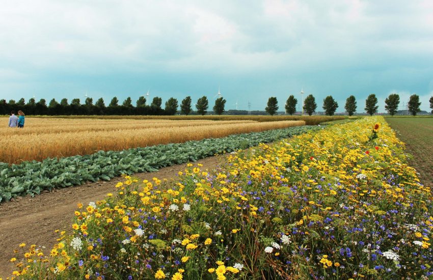 Verkiezingen Nederland - Kies voor een ander klimaat Foto Fanny Verkuijlen - IUCN NL