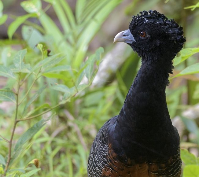 Rijke biodiversiteit in Colombia