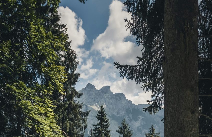 European forest