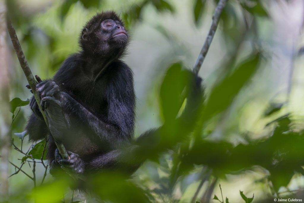 Brown-headed spider monkey_Jaime Culebras