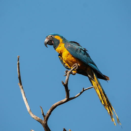 Blauwkeelara in Barba Azul Foto door Harry Lavell – Asociación Armonia
