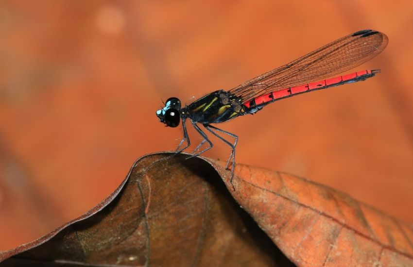 A male Chlorocypha cyanifrons in Gabon