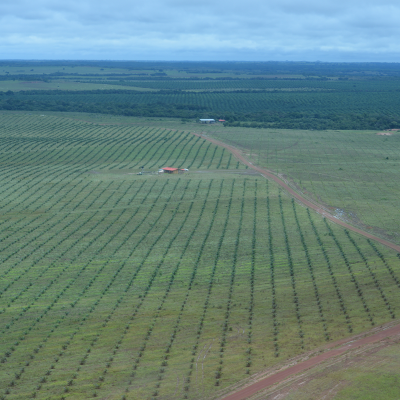 Palmolieplantage in Colombia_Foto FCDS