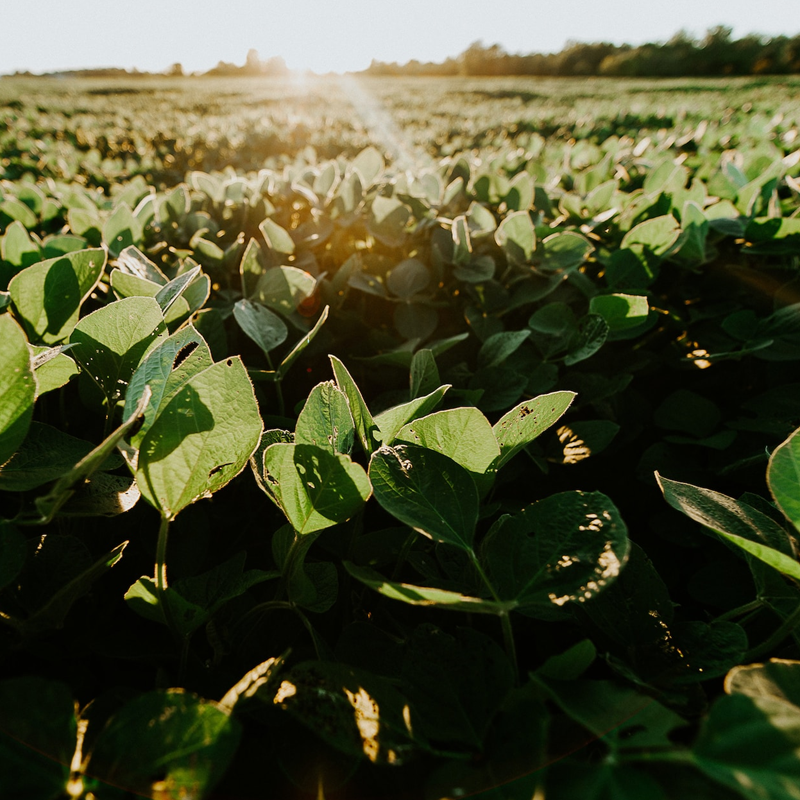 Verantwoorde soja_Foto Meredith Petrick on Unsplash