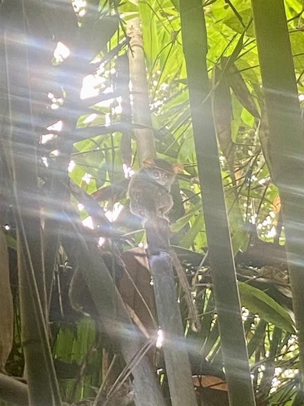Spectral tarsier in Central Sulawesi