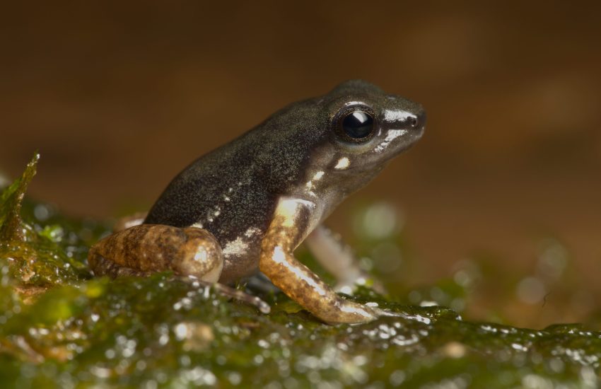 Hyloxalus maculosus in Ecuador Photo by Sam Schenker
