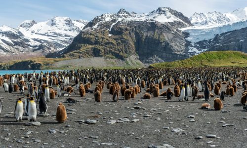 Keizerspinguins