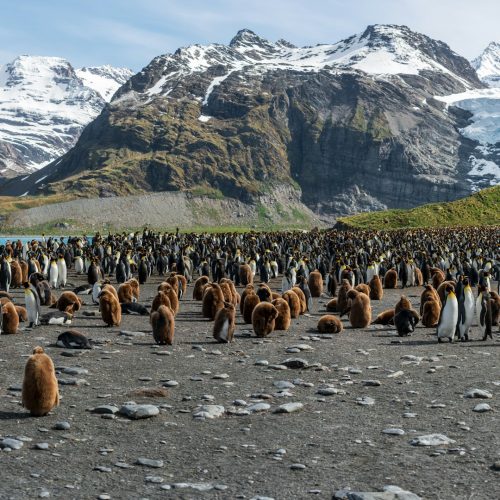 Keizerspinguins