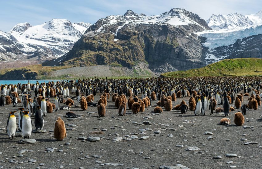 Keizerspinguins