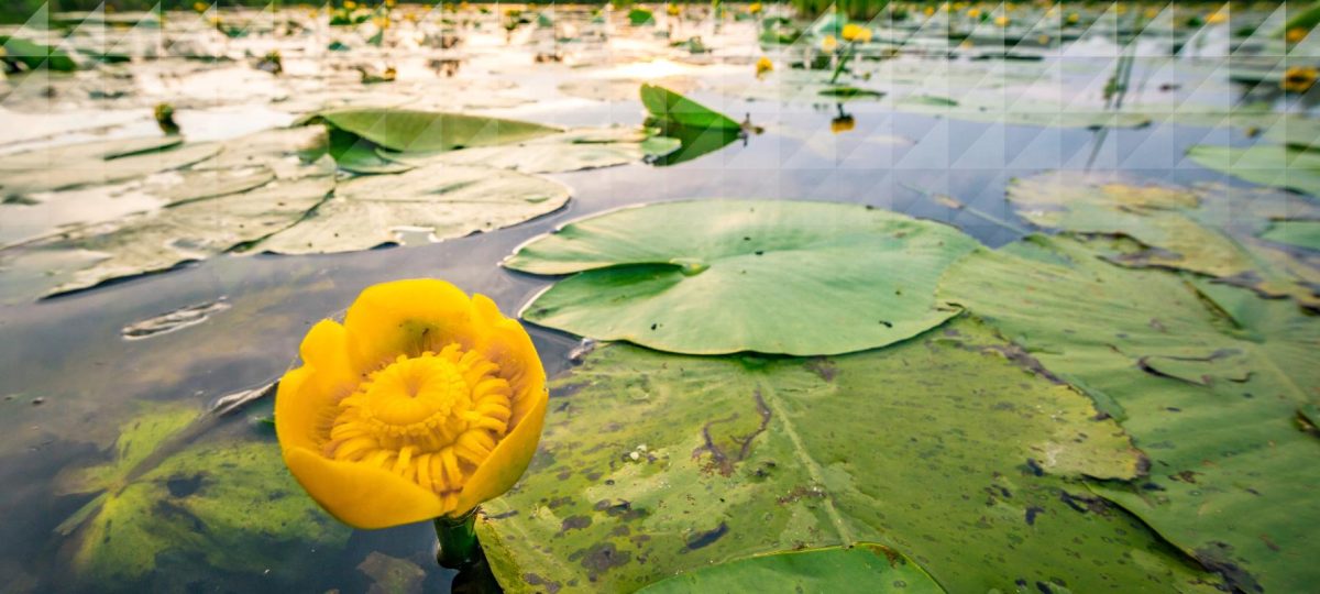 Restoring nature for healthy ecosystems