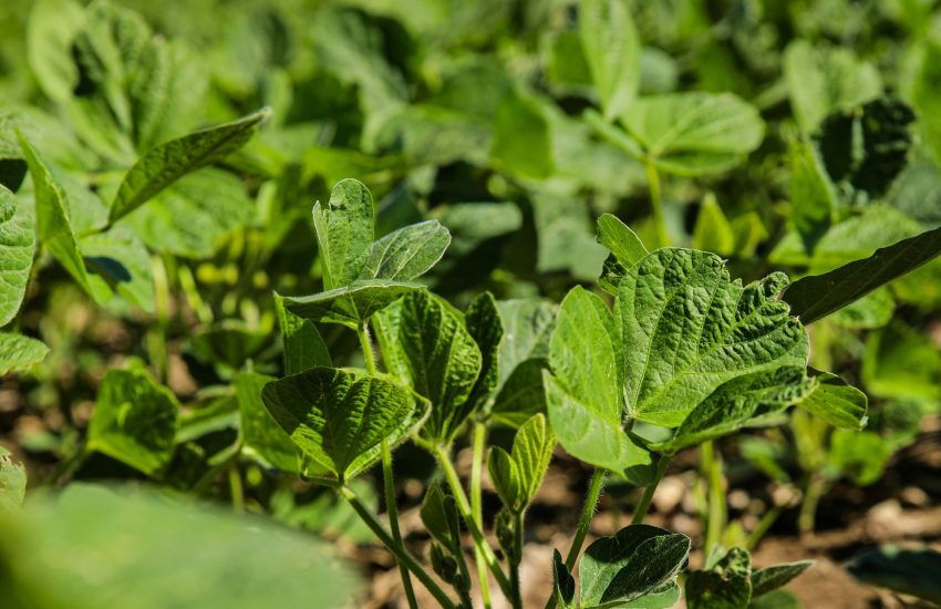 Soy plants Photo by Hannah Shedrow on Unsplash