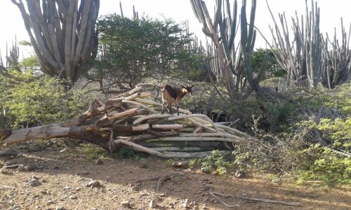 Goat on cactus STINAPA Bonaire