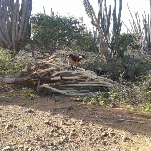 Goat on cactus STINAPA Bonaire