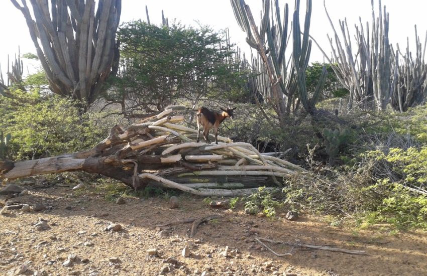 Goat on cactus STINAPA Bonaire
